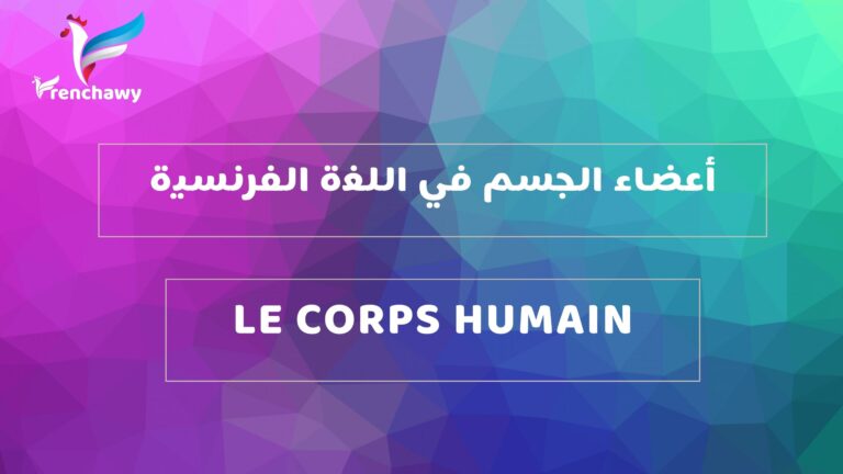 أعضاء الجسم في اللغة الفرنسية